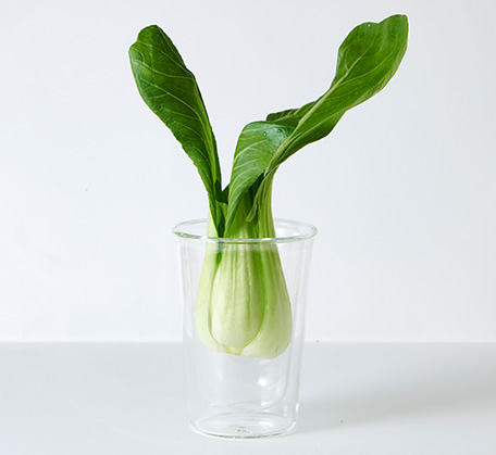 DailyFreshで11日間保存した青梗菜