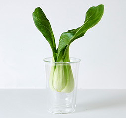 DailyFreshで11日間保存した青梗菜