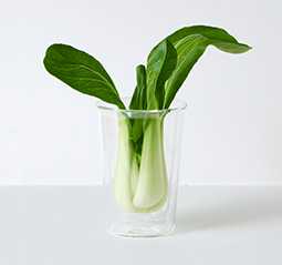 PerfectFresh Activeで11日間保存した青梗菜