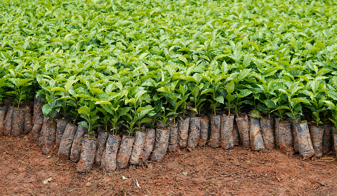 ミーレはブラジルでreNature社と共同でリジェネラティブコーヒープロジェクトを開始。農園に植える前のコーヒーの苗木