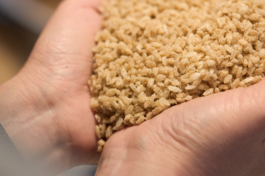 FIRST PLACE イベントレポートVol.12 「WORKSHOP」 麹の魅力、発酵のチカラ